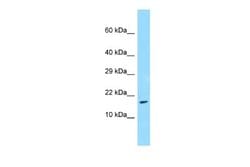TRAPPC3 Rabbit anti-Human, Polyclonal, Novus Biologicals 0.1ml; Unconjugated:Antibodies,